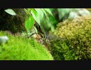 Nikon　ニコニコ版