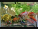 #そんなにお腹がすいてなくても、とりあえずエサくれダンスする金魚ちゃん。