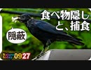 0927【カラスの捕食と餌隠し】カエルやバッタが食べられる。カルガモ悲劇の奇形、バン雛（若鳥）、モズの鳴き声。ムクドリとオナガが柿を食べる【 #今日撮り野鳥動画まとめ 】 #身近な生き物語_1