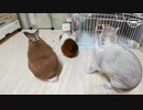 【うさモル動画】モルモットとうさぎの部屋んぽ日常【Guinea pig and bunny】#044