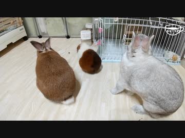 【うさモル動画】モルモットとうさぎの部屋んぽ日常【Guinea pig and bunny】#044