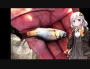 紲星あかりの田んぼの隅っこで　その５