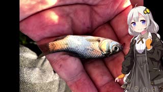 紲星あかりの田んぼの隅っこで　その５