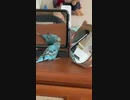 鏡をつつくインコ