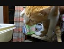 ご飯の準備を邪魔する猫