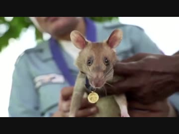 カンボジアの地雷探知ネズミに、感謝の金メダル 英愛護団体（25 日）