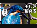 0928【カワセミに食べられる小エビ】エナガの捕食、バンにコゲラにシジュウカラ、カルガモの怪我と色素異常。イタリアの野鳥。オオスカシバやコノシメトンボ【 #今日撮り野鳥動画まとめ 】 #身近な生き物語