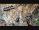 秋の寒中クワガタ