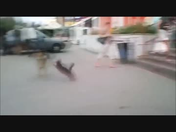 犬を襲撃する猫