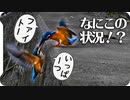 0929【子カワセミに襲われるカワセミ】カルガモ奇形、ホバリングチョウゲンボウ、スズメ大群水浴び、セキレイの捕食と縄張り争い、木蓮の実【 #今日撮り野鳥動画まとめ 】 #身近な生き物語