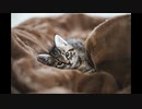 【低身長が】あいみょんに憧れて猫＋３キーで歌ってみた！