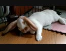 寝ながらぴくぴくしてるうさぎさん