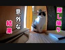 隣の部屋で掃除機を掛けた結果・・・○○する【三毛猫と茶白猫の行動はいかに】