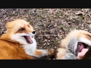 ホモと見る狐の笑い声~一転攻勢~