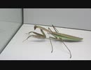 ［閲覧注意!!］再編集　オオカマキリに2匹のゴキブリを与えてみた。 (Tenodera aridifolia)