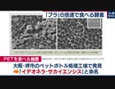 日本発の「プラスチックを食べる酵素」６倍“早食い”に　リサイクルへの応用に期待