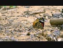Nikon　ニコニコ版
