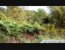 虫と鳥の鳴き声20200929-2【作業用BGM】