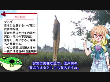 そらさんと釣りの思い出１１　小さな高級食材～マハゼ～