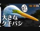 1001【大きなサギ、ダイサギとアオサギ】カルガモ飛翔にマルガモ、モズのオスメス。カワウの水浴び側にカワセミ飛び込みなど【 #今日撮り野鳥動画まとめ 】 #身近な生き物語
