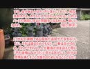 風に聞け200930　Almost_August　Dan Lebowitz