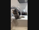 水の飲み方にクセのある猫・・・（笑）