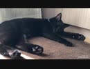 「ねこだよ〜」のうた