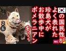 犬好きの方、視聴注意...　【江戸川 media lab HUB】お笑い･面白い･楽しい･真面目な海外時事知的エンタメ