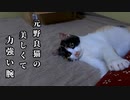 避妊手術の前日『三毛猫の三毛子』おチビと大暴れ