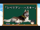 【ゆっくり解説】犬種３８：シベリアン・ハスキー