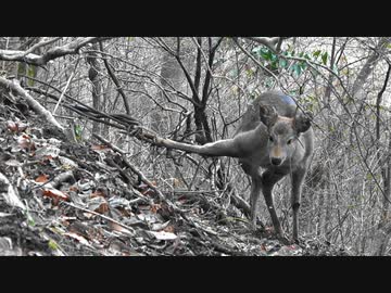 令和最初の狩猟生活（その１３８）