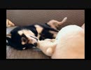 かたくなに寝っ転がったままおもちゃでプロレス遊びする柴犬