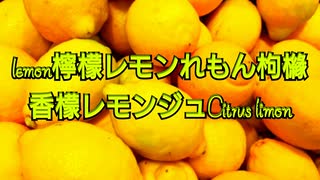 lemon檸檬レモンれもん枸櫞香檬レモンジュCitruslimon