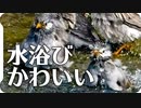 大量のムクドリが一斉に水浴びして芋洗い状態Σ(ﾟДﾟ)