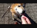 googleフォトさんがうちの柴犬動画から勝手にgifアニメを大量に作ってくれました