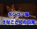 【絶体絶命】猪に喰われそうになった野良猫を思い切って保護してしまった結果【part13】
