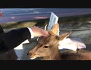 鹿ちゃんとの戯れ