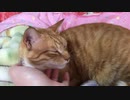 毛布にくるまる毛むくじゃら