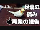 足裏の痛みが再発しました(24歳オカメインコ)