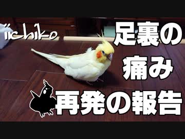 足裏の痛みが再発しました(24歳オカメインコ)
