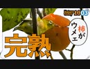 1003【柿食べる小鳥】育ったカルガモ親子にコガモ。鳩のおならや桜とカワセミ。コゲラとアカボシゴマダラ産卵と赤トンボ連結飛行、トカゲとカナヘビ【 #今日撮り野鳥動画まとめ 】 #身近な生き物語