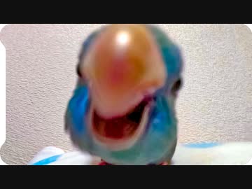 インコにメガネをカジカジされる動画