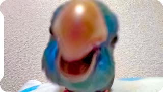 インコにメガネをカジカジされる動画