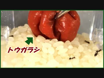 アリが湧いた「お米」に「唐辛子」を入れたらどうなる・・・？