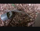 （普通に見廻り回）変態忍者の、有害鳥獣駆除従事活動記・その１２６