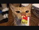 虎猫カニを食す