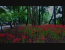 若宮八幡宮の彼岸花