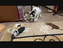 ビビリすぎる猫が敵と闘う！