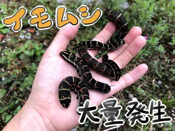 大量のイモムシ