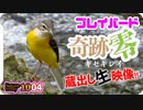 1004【奇跡綺麗なキセキレイ♥】鳴き声と縄張り争い、カルガモ、スズメとハクセキレイの水浴び、秋の花達とチョウセンカマキリ【 #今日撮り野鳥動画まとめ 】 #身近な生き物語